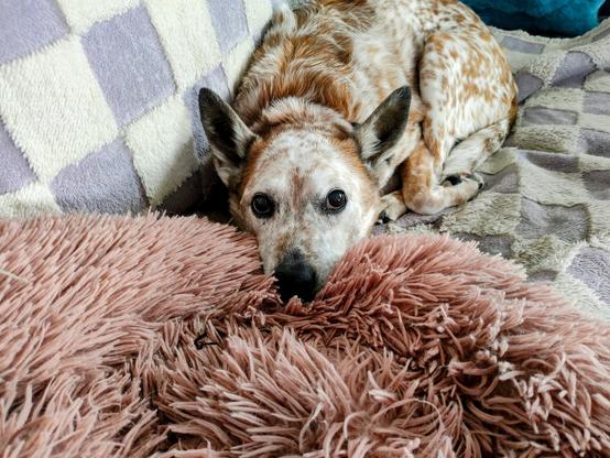 A red Australian cattle dog lays forward on a blanket, her hind legs tucked forward and under her body with her about resting on a smaller dog's cuddle bed.  Her uncropped ears are up and alert and she stares into the camera.