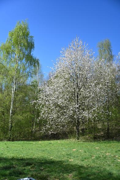 Ein üppig weiß blühender Baum von dem ich nicht weiss, was es ist, eingesäumt links von einer hohen, gerade aus treibenden Birke und rechts von weiteren Gehölzen. Die Wiese davor ist sattgrün, der Himmel sattblau