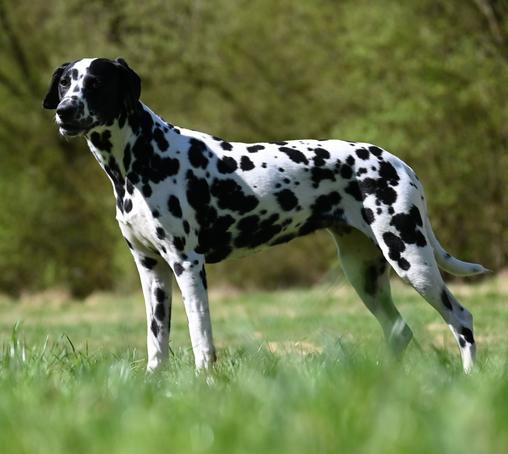 Meine Dalmatiner Dame steht anmutig auf einer Wiese. Die Kamera liegt im Gras, der Hund schaut links an ihr vorbei während er im Profil da so in der Sonne steht.