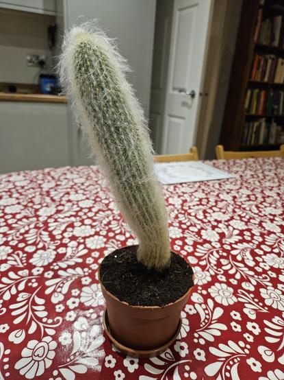 Photo of a long green cactus, planted in a pot. Whilst the base is vertical, the cactus itself is leaning slightly so it looks like a massive (spiky) erection. Out of shot: a pair of giggling teenagers.
