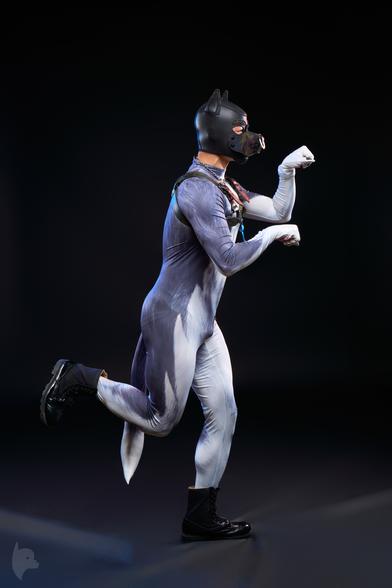Against a black studio backdrop, a figure dressed in a striking gray-and-white bodysuit mimicking fur stands mid-motion, one leg lifted gracefully as if caught in a playful trot. The neoprene puppy hood features pointed ears and a camo-patterned snout with a white nose ring, adding an edgy touch to the look. White hand wraps accentuate the figure’s raised fists, which are posed like playful paws. A leather harness with metallic hardware crosses the chest, complementing the combat boots that ground the outfit in rugged style. The tail detail on the bodysuit sways naturally with the motion, while dramatic lighting enhances the textures and contours of the ensemble, creating a visually captivating blend of whimsy and boldness.

#PuppyPlay #AltFashion #StudioArt #DynamicPose #NeopreneStyle #FurryAesthetic #LeatherGear
