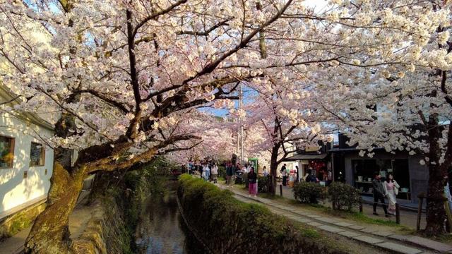 🇯🇵 Japan Walking Tour 🌸 Kyoto Cherry Blossom Walk Along Philosopher's Path | 4K HDR