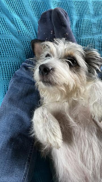 Thera mi perra acostada sobre mis piernas