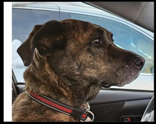 Photo of a brindle coat dog looking to the right and wearing a red and black collar