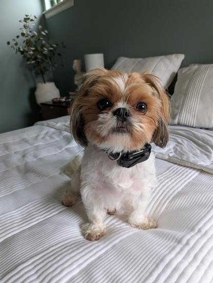 A Shih Tzu dog looking into the camera with dark brown eyes, a tiny black nose, and some gloriously floppy ears