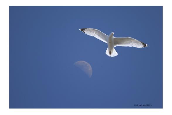 White gull floating on the breeze against a blue, late-afternoon sky just adjacent to a pale half-moon