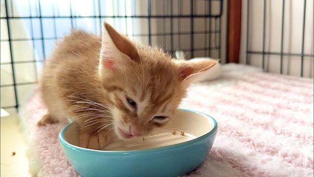 初めてのドライフードにお喋りが止まらない子猫【ラプ保護物語＆お祭り兄弟日記】Kitten eating food while chatting
