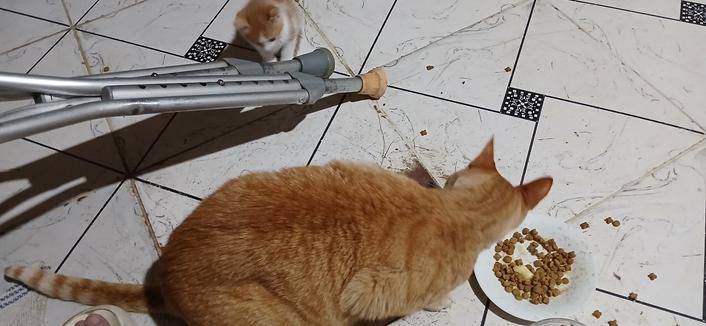 Brutus, a seven year old male, ginger cat hasn't been happy about very young white & ginger colored, male kitten. Here, Brutus is eyeing Paco during dinner. Paco is trying to hide behind my crutches.