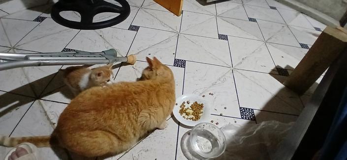 Paco approaches Brutus, slinking under the crutches towards the food where Brutus is, giving Paco a hard stare and low growl.