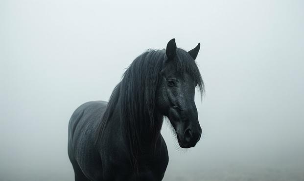 A photo of a black horse on a foggy day.