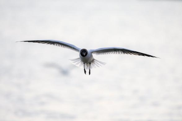 Gull hovering on the wind at head height, looking at the camera. Sky is white and so is the bird but the light behind picks out the translucent feathers on the trailing edge of its wing and fanned out tail