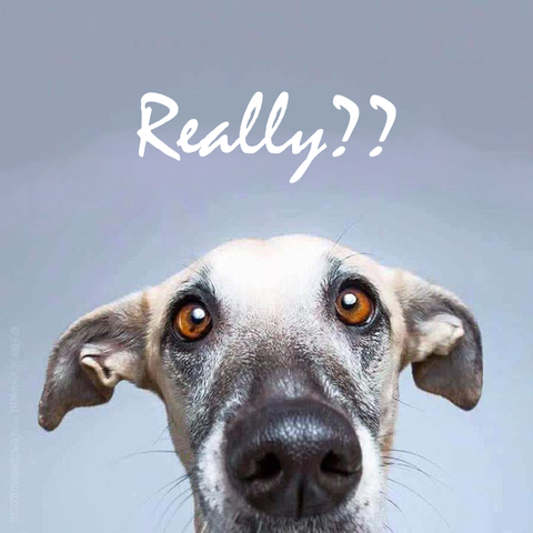 The image shows a close-up of a Whippet dog with its head tilted slightly upwards, giving it an inquisitive expression. The dog's eyes are wide and alert, and its ears are slightly pulled back, contributing to the overall look of surprise or questioning. The text "Really??" is superimposed in white, cursive font above the dog's head, reinforcing the expression. The background is a plain, light gray, which helps to focus attention on the dog and the text. The photographer of this image is Elke Vogelsang. Vogelsang is known for her expressive dog portraits, often capturing unique and humorous moments.