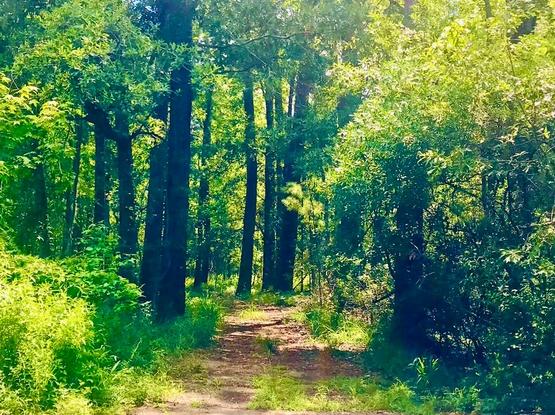 woody walk in the sun