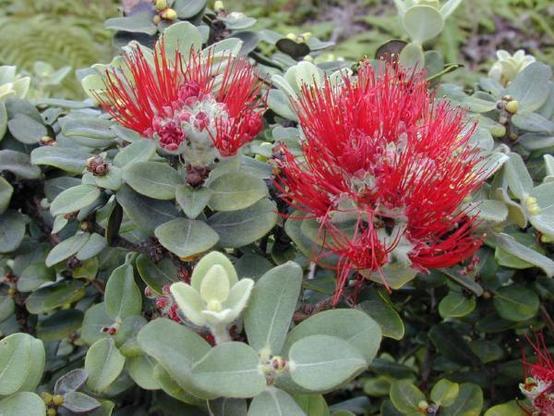A picture of Metrosideros polymorpha