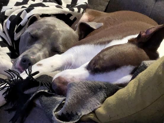 Koda (right) and his adopted sister Tressa.