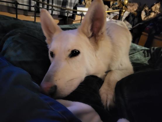 German Shepherd,  white on a green duvet, being incredibly good.