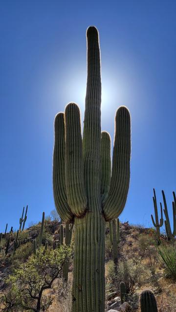 Many armed saguaro with sun behind.