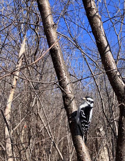 A small black and white woodpecker on a thin tree trunk glances over their shoulder at the camera. Blue skies and early spring deciduous brush in the background, all in brown.