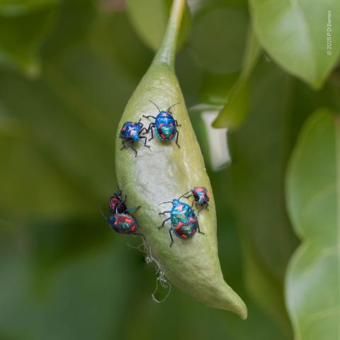A group of brightly coloured and iridescent hibiscus harlequin bugs on a green seed pod. The bugs are metallic blue and bright orange in different distributions depending on gender and instar.