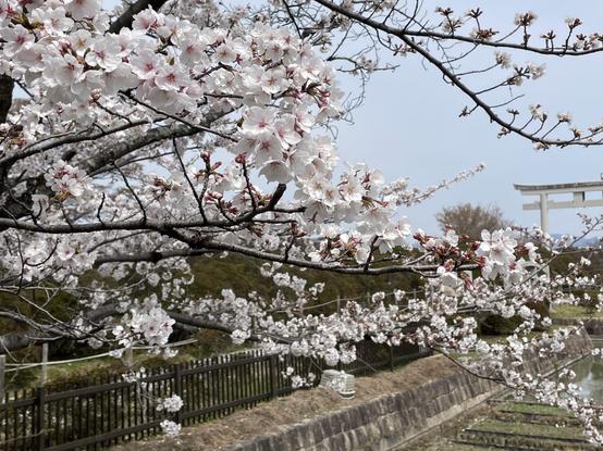 Cherry blossoms and torii gate to Nagaoka Tenjin