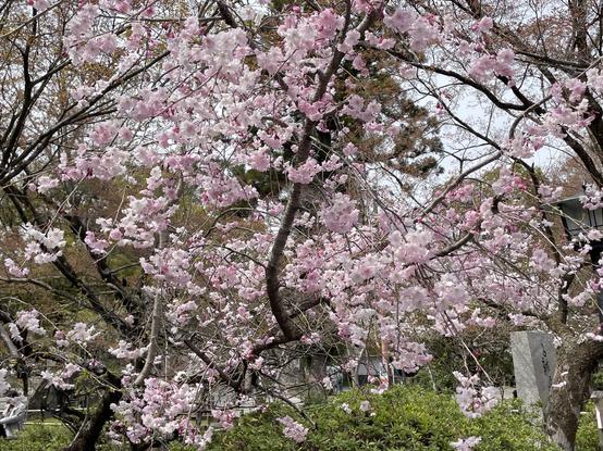 Varieties of sakura to lose oneself in