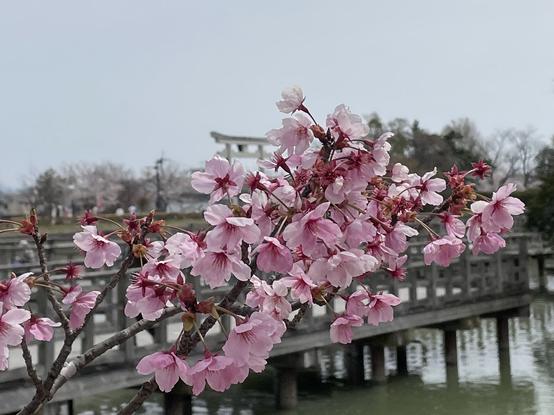 Close-up of a pink variety of sakura, with the pond, a bridge over it, and the main torii in the background