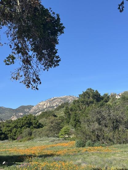 A meadow full of wildflowers including California poppies and lupine, with overhanging oak branches in the foreground and oak trees and mountains in the background, all under a clear blue sky.