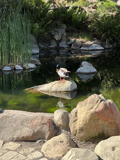 A duck perched on a rock in the middle of a shaded pond