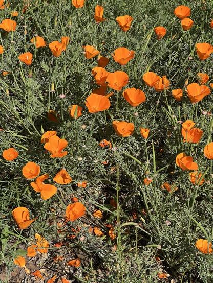 Orange California poppies
