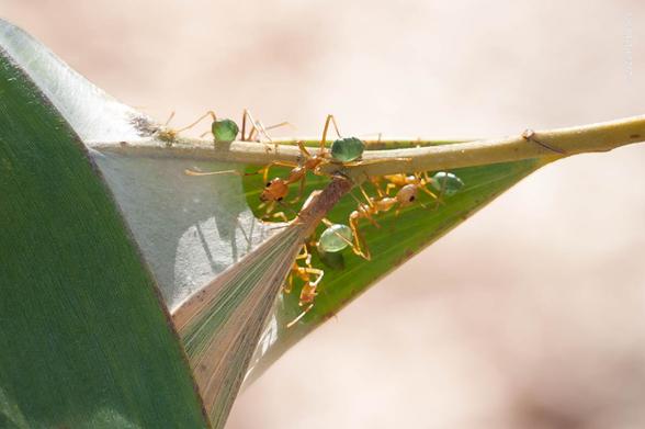 Several green ants on a plant stem, outside the entrance to a nest. The ants are light brown, with a bright green, translucent abdomen. The nest is constructed by gluing together multiple leaves to form a roughly globular basket, held together with a white silk-like substance which can be seen here at the entrance. It's not wise to disturb a nest...