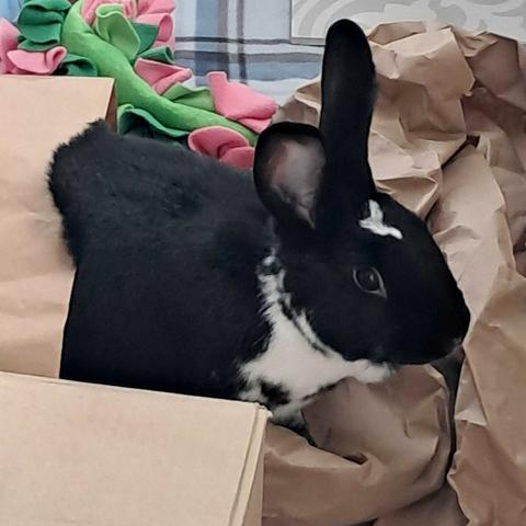 a black and white rabbit playing with brown Kraft paper