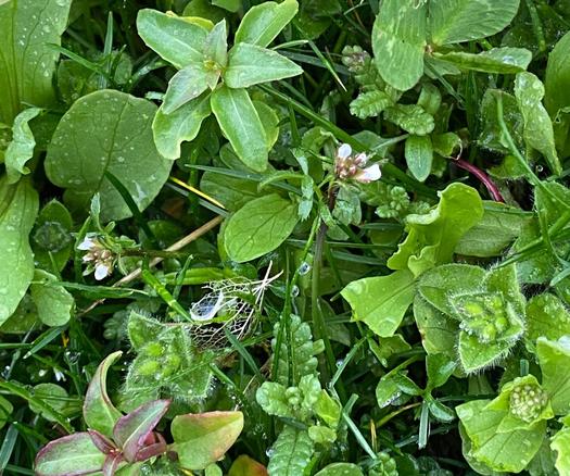 A few opening white flowers of hairy bittercress against a background other leaves of other tiny wildflowers in the lawn.

Photo taken in Western Washington, north of Seattle  in April 2025. Public Domain.