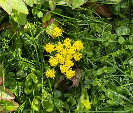 A yellow flower head of spring gold against a background of its ferny foliage and other leaves of other tiny wildflowers in the lawn.

Photo taken in Western Washington, north of Seattle  in April 2025. Public Domain.