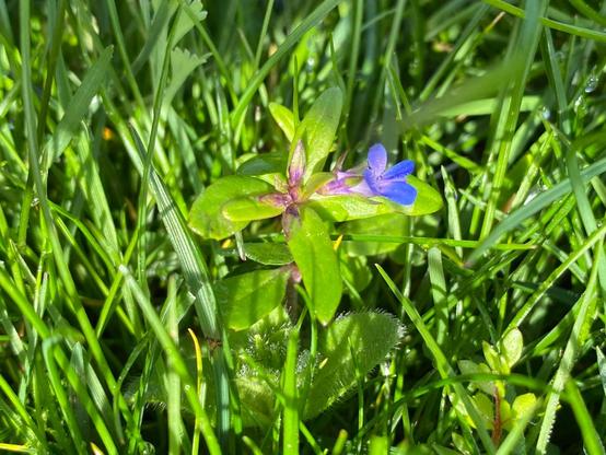 A blue flower of blue-eyed mary against a its flat leaves and grass leaves in the lawn.

Photo taken in Western Washington, north of Seattle  in April 2025. Public Domain.
