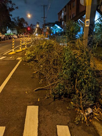 A photo of a pile of cut branches with leaves on the ground in a protected bike lane.