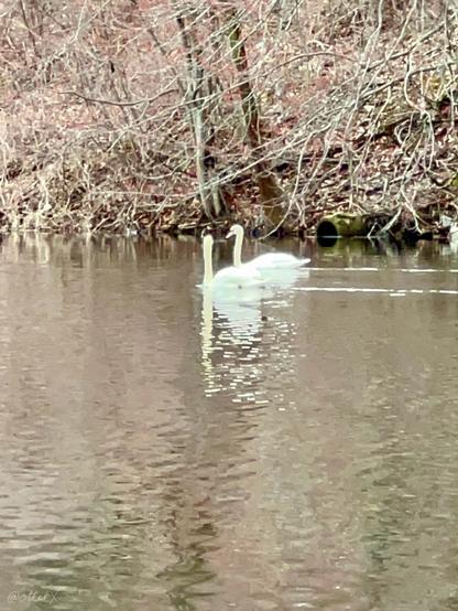 Two swans gliding on the pond next to each other very closely. There are two straight ripple lines behind them on the water’s surface. The background is low branches and shrubs, both still bare, on the shore. Digitally zoomed from the other side of the shore.