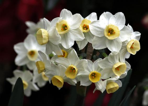 Paper White Daffodil's with Rain Drops
