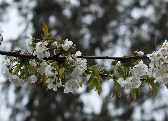Rainier Cherry Blossoms during an April Rain.
Look closely and you can streaks of rain