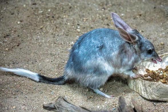 Small grey marsupial with a long white-tipped tail, long pinkish ears, and a pointed snout, eating seeds from a bowl on a sandy floor.