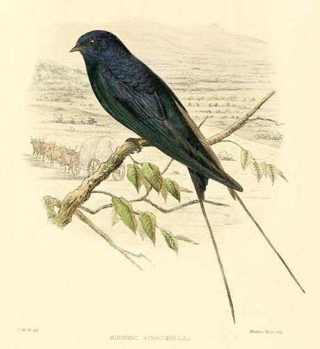 A picture of Hirundo atrocaerulea