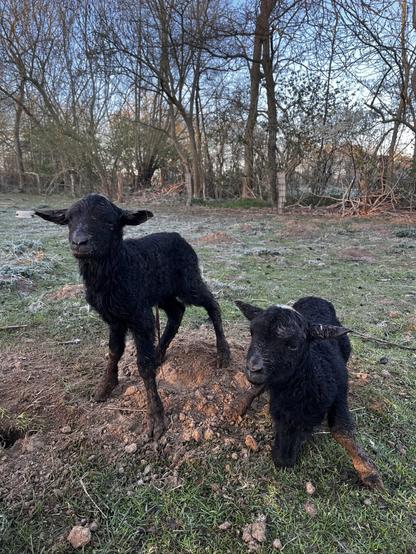 zwei neue schwarze Lämmer auf der Weide.