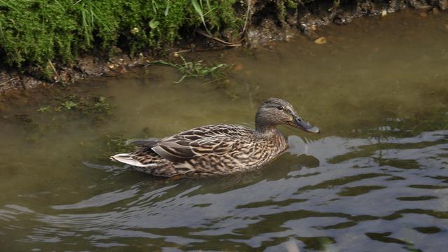 A female mallard swimming on the River Flit. She is brown and flecked, but a little glossy and looks in good health.