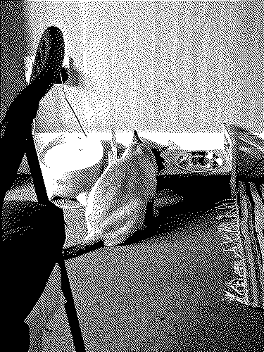 A picture of a cat from behind eating from a food bowl. The picture is Atkinson-dithered into black and white pixels.