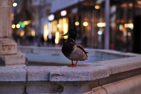 Urban Duck, City Lights