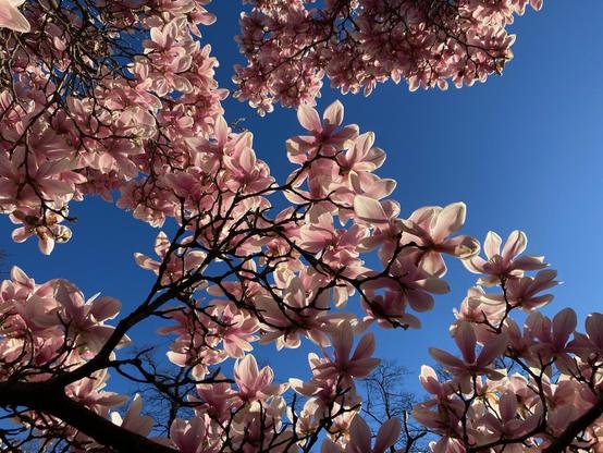 Die Sonne scheint durch die Magnolienblüten.