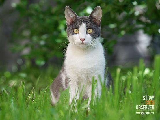 Young grey and white cat sits in the grass
