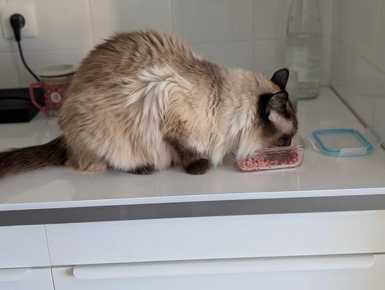 Un chat le contenu d’un tupperware directement sur le plan de cuisine.