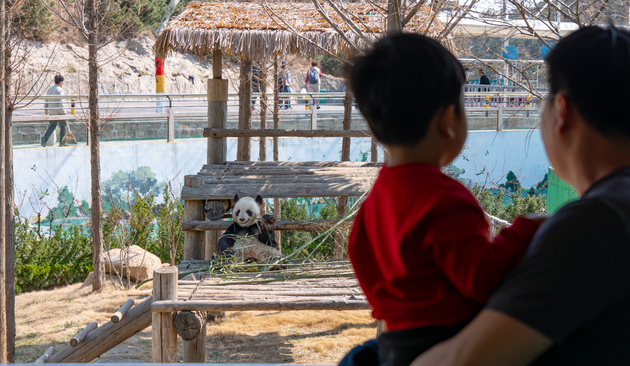 giant panda Jingjing