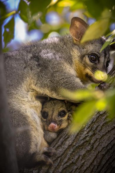 Brushtail possum with joey.