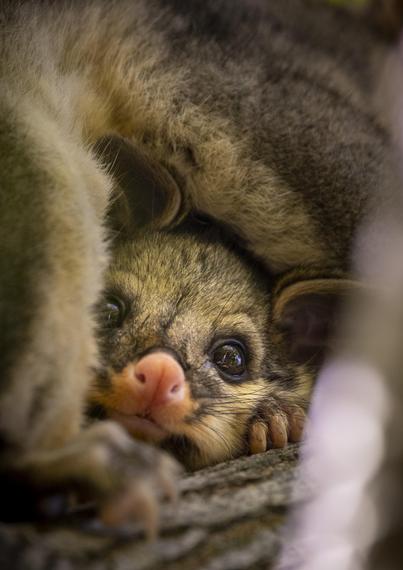 Brushtail possum with joey.
